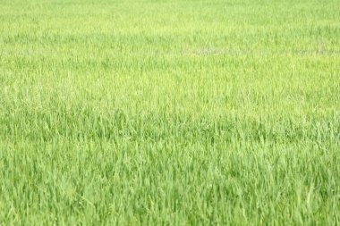 Yeşil bir çimenin arka planı. Yeşil çimen dokusu