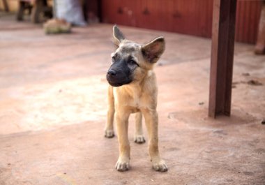 Strassenhund auf Bali
