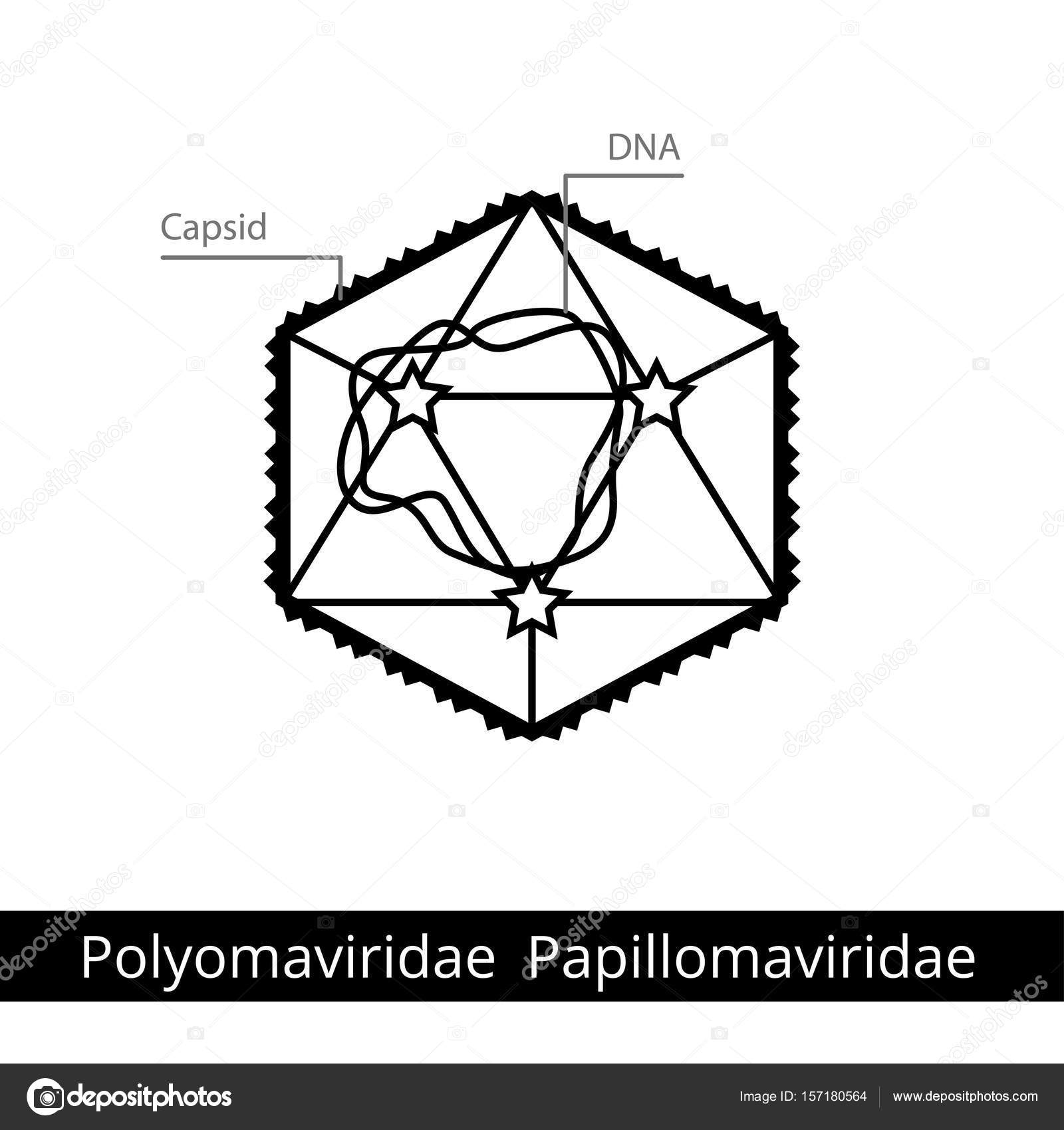 papillomaviridae clasificacion