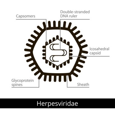 Herpesviridae. Virüs sınıflandırılması.