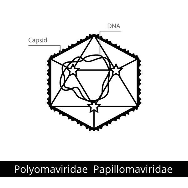 Polyomaviridae Papillomaviridae. Klassificering av virus. — Stock vektor