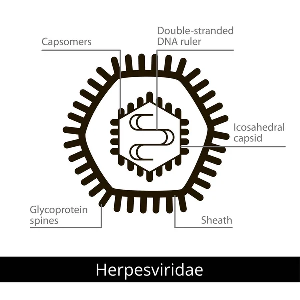 Herpesviridae. Класифікація вірусів. — стоковий вектор