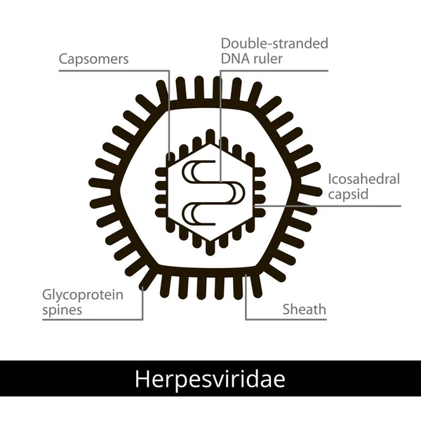 Herpesviridae. Klasifikasi virus-virus . - Stok Vektor