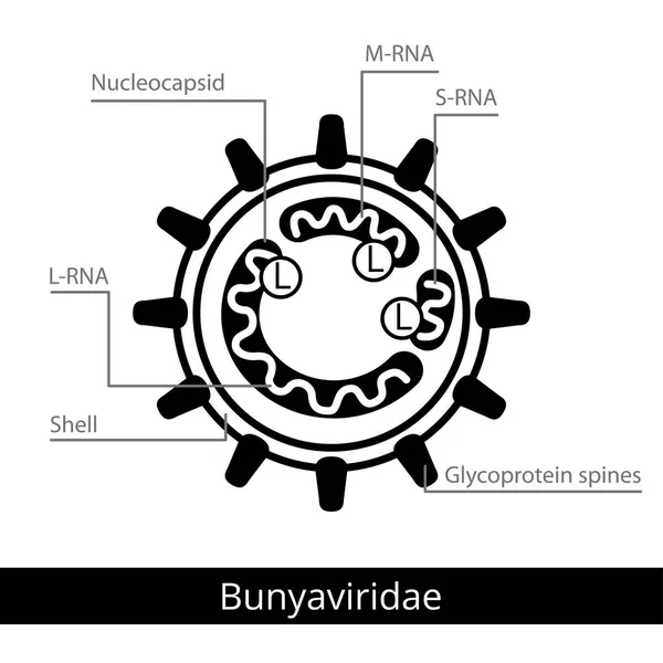 Bunyaviridae. Klassifizierung von Viren. — Stockvektor