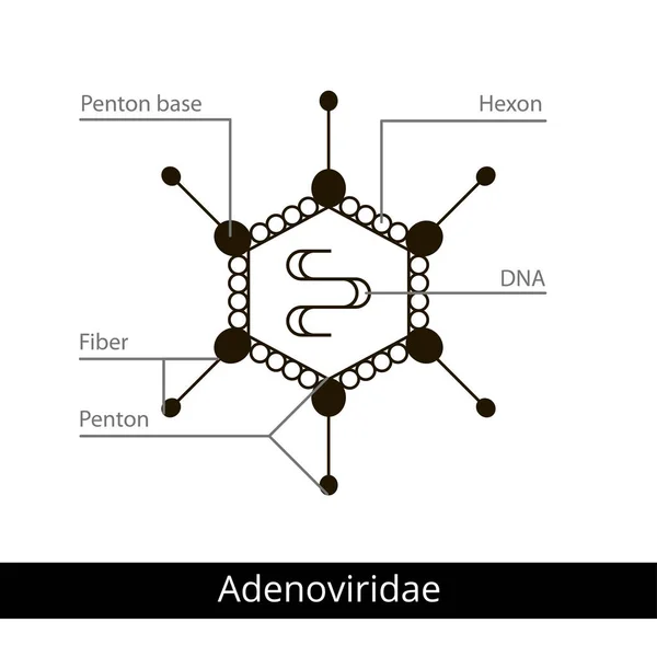 Adenoviridae. Klassificering av virus. — Stock vektor