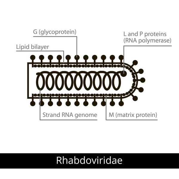 Rhabdoviridae. Klassificering av virus. — Stock vektor