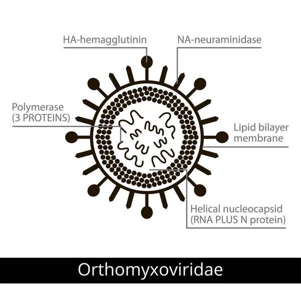 Orthomyxoviridae. Klassifizierung von Viren. — Stockvektor