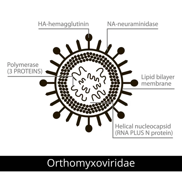 オルトミクソ ウイルス科。ウイルスの分類. — ストックベクタ