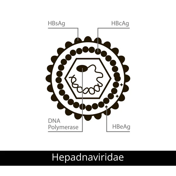 Hepadnaviridae. Klassificering av virus. — Stock vektor