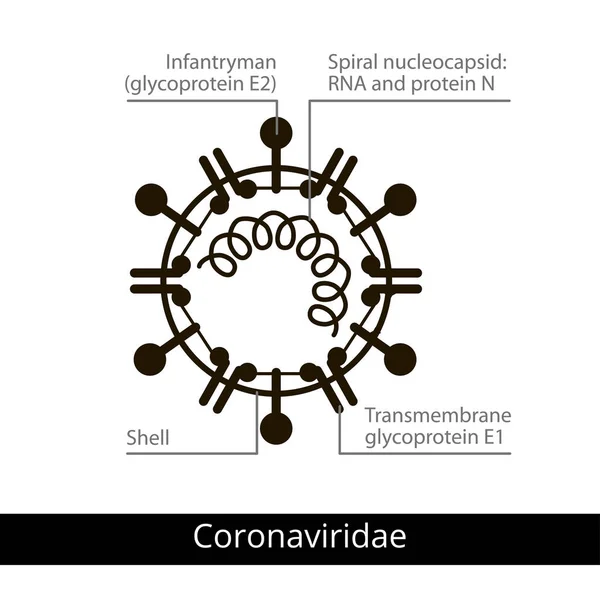 Coronaviridae. Klassifizierung von Viren. — Stockvektor