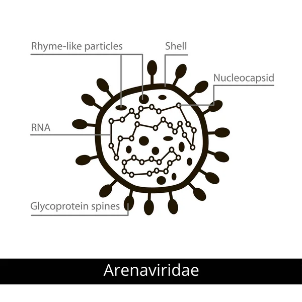 Arenaviridae. Klassifizierung von Viren. — Stockvektor