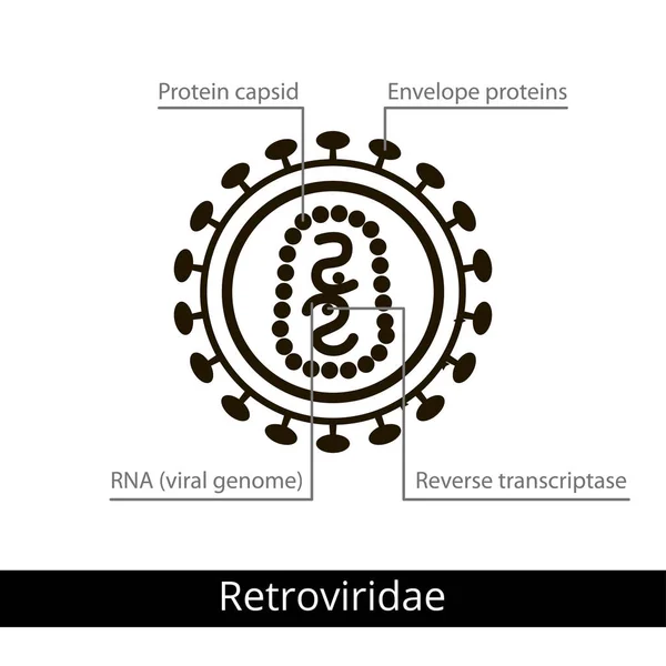 Retroviridae. Klassificering av virus. — Stock vektor