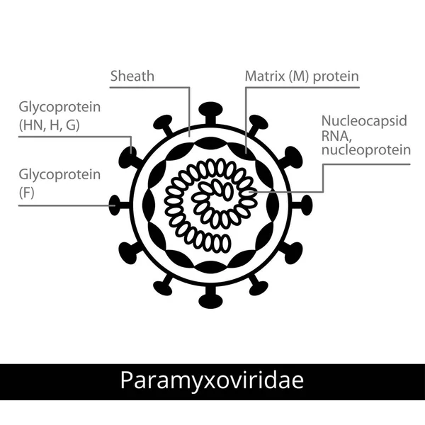 Paramyxoviridae. Clasificación de virus . Ilustración De Stock