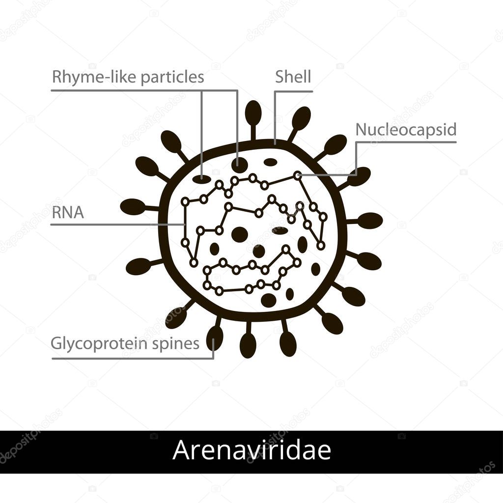 Arenaviridae. Classification of viruses.