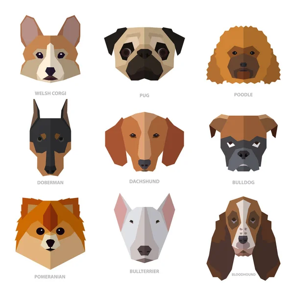 Cabezas de perros de diferentes razas . — Vector de stock