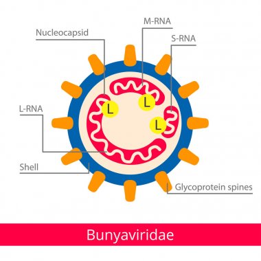 Bunyaviridae.