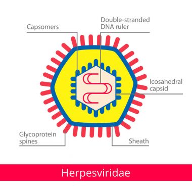 Herpesviridae. Virüs sınıflandırılması.