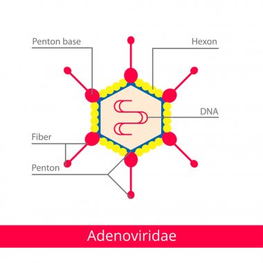 adenoviridae. 
