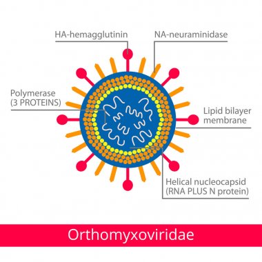 Orthomyxoviridae. Virüs sınıflandırılması.