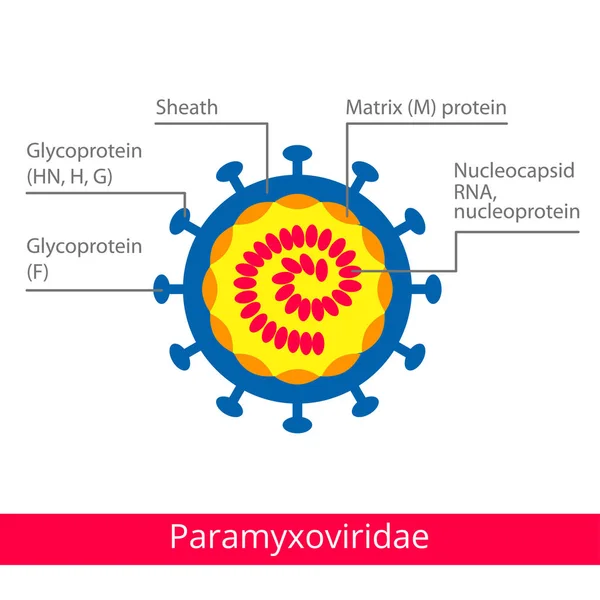 Paramyxoviridae. Klassifizierung von Viren. — Stockvektor