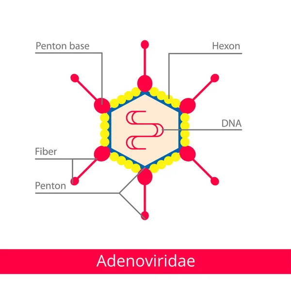 Adenoviridae. — Stock vektor