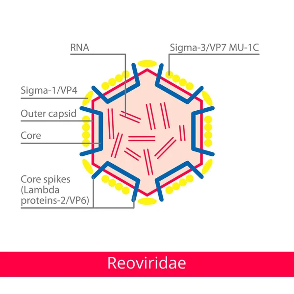 Reoviridae. Clasificación de virus . — Vector de stock