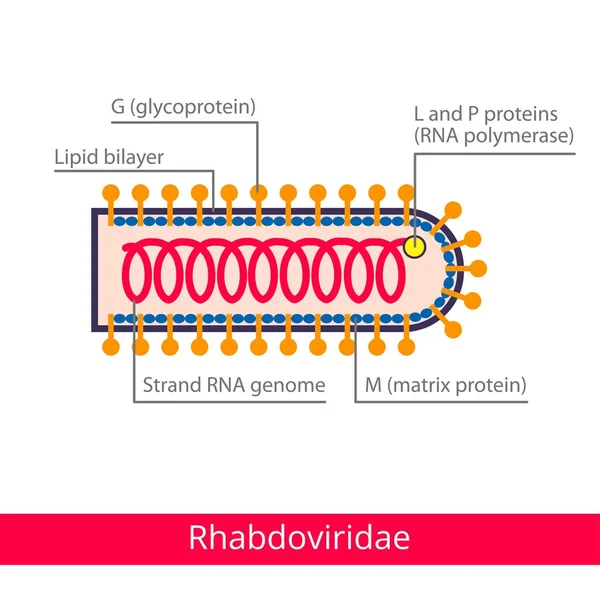 Rhabdoviridae Klassificering Virus Vector Biologi Ikoner Medicinsk Virus Ikoner — Stock vektor