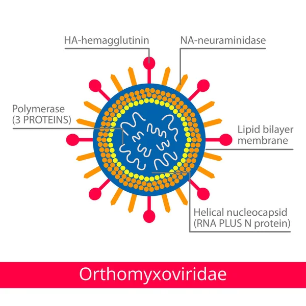 Orthomyxoviridae. Klassifizierung von Viren. — Stockvektor