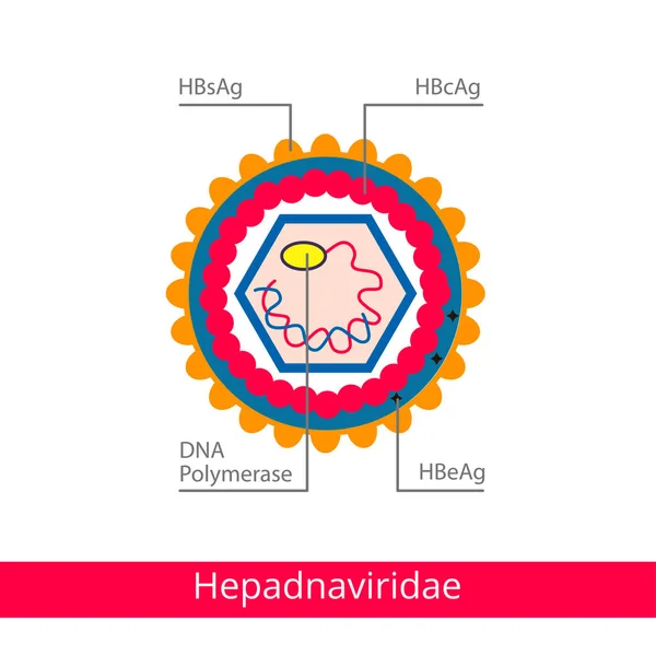 Hepadnaviridae. A vírusok osztályozása. — Stock Vector