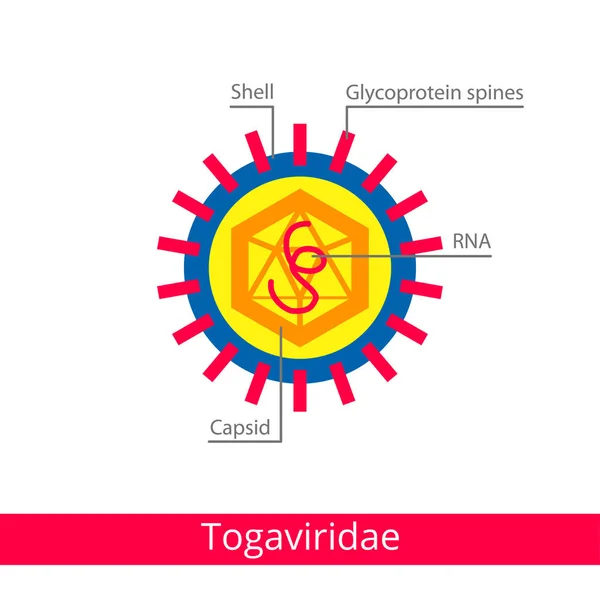 Togaviridae. Clasificación de virus . — Vector de stock