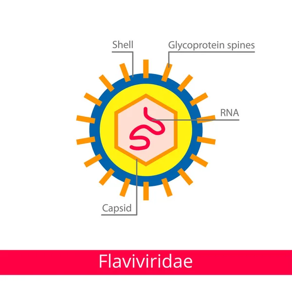 Flaviviridae Vírusok Osztályozása Vektor Biológia Ikonok Ikonok Orvosi Vírus — Stock Vector