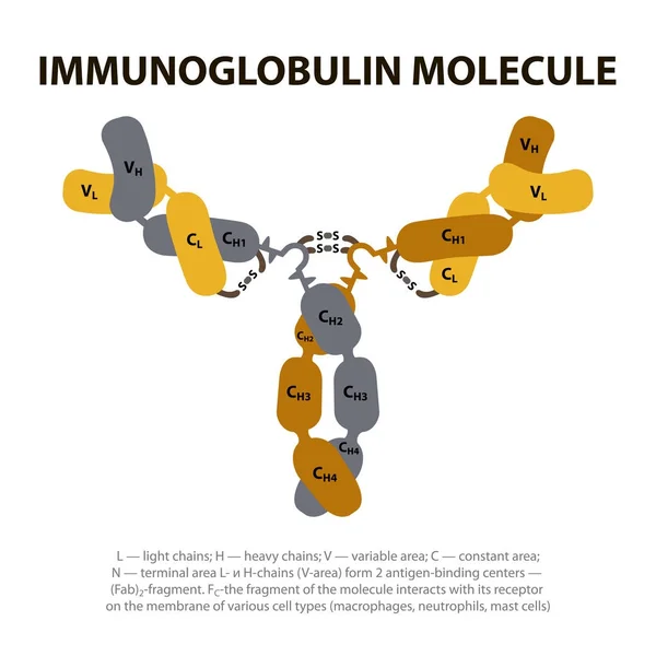 Estrutura Molécula de Imunoglobulina . — Vetor de Stock