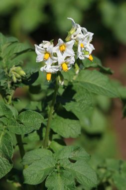 Genç patates çiçeklenme