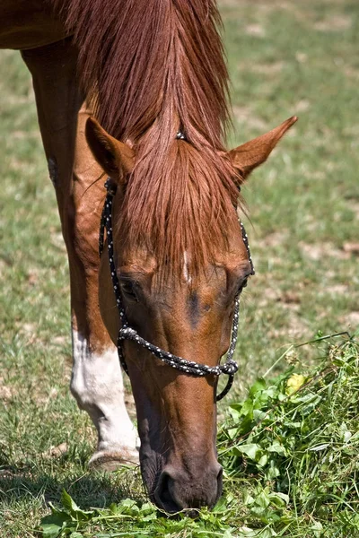 El caballo en la alimentación de la hierba y se calienta en el sol —  Fotos de Stock