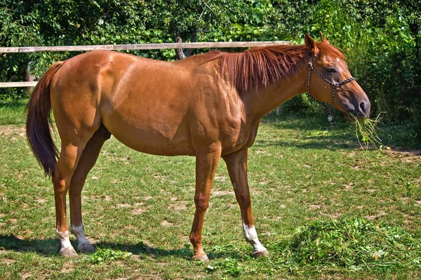 El caballo en la alimentación de la hierba y se calienta en el sol —  Fotos de Stock