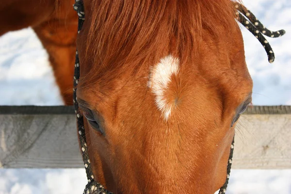 Foto de invierno de un caballo marrón con un signo blanco en la frente —  Fotos de Stock