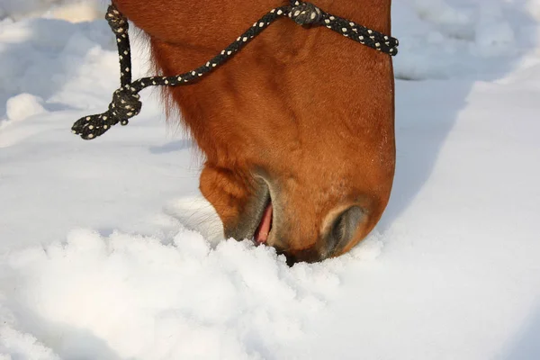 Foto de invierno de un caballo marrón buscando comida en la nieve —  Fotos de Stock
