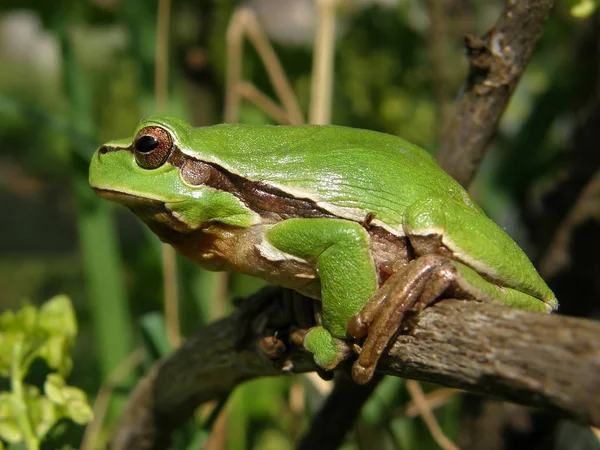 Hyla arborea en su entorno en el árbol y en la hierba . — Foto de Stock