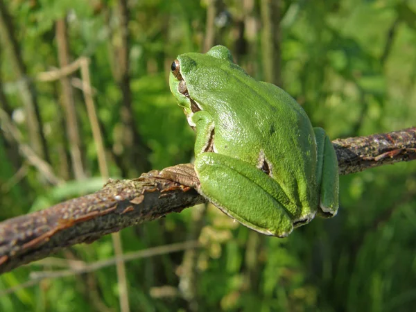 Hyla arborea in its environment on the tree and in the grass. — Stock Photo, Image