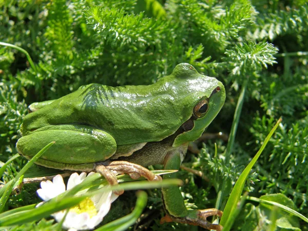 Hyla arborea ve svém prostředí na stromě a v trávě. — Stock fotografie