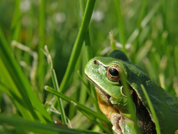 Hyla arborea ve svém prostředí na stromě a v trávě. — Stock fotografie