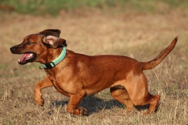 Her köpek bir bireydir ve bu yüzden özel bir yaklaşım gerektirir. Eğitim alanında çalışmak için ideal bir yaklaşım..