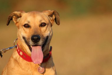 Her köpek bir bireydir ve bu yüzden özel bir yaklaşım gerektirir. Eğitim alanında çalışmak için ideal bir yaklaşım..