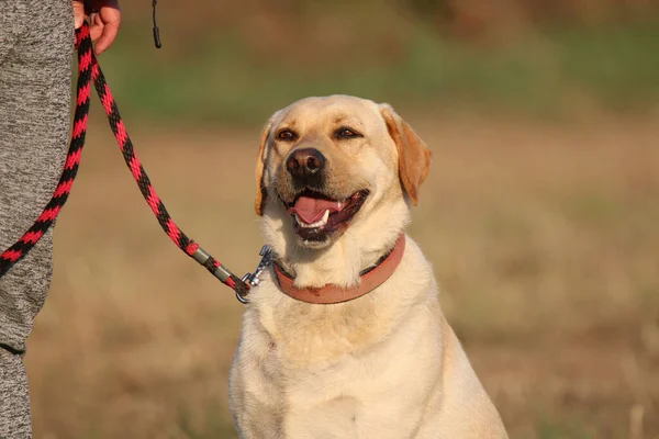 Each dog is an individual and therefore requires a special approach, ideal to train on the training ground.