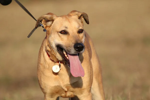 Each Dog Individual Therefore Requires Special Approach Ideal Train Training — Stock Photo, Image