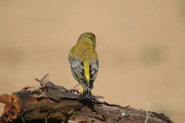 Der Rücken Eines Kleinen Grünen Vogels Namens Grünfink — Stockfoto