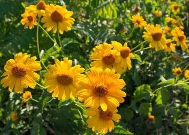 Oldukça sarı yaz çiçekleri