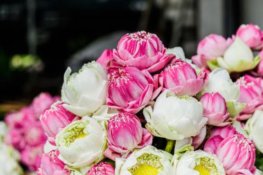 Bush zambak güzel dekoratif saksı.