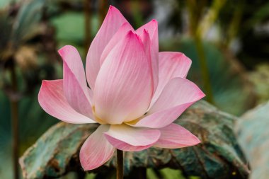 çiçek çiçek lotus çiçek odak