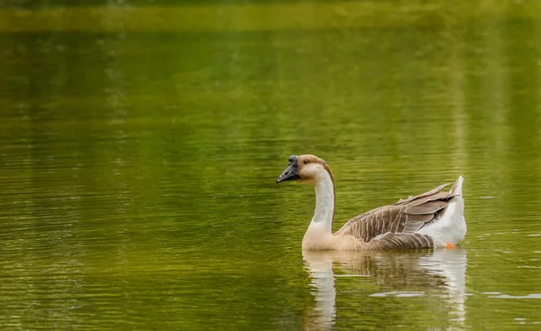 Grey Goose swimming in a large pond. — Stock Photo, Image